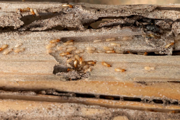 Best Residential Pest Control  in La Crescent, MN
